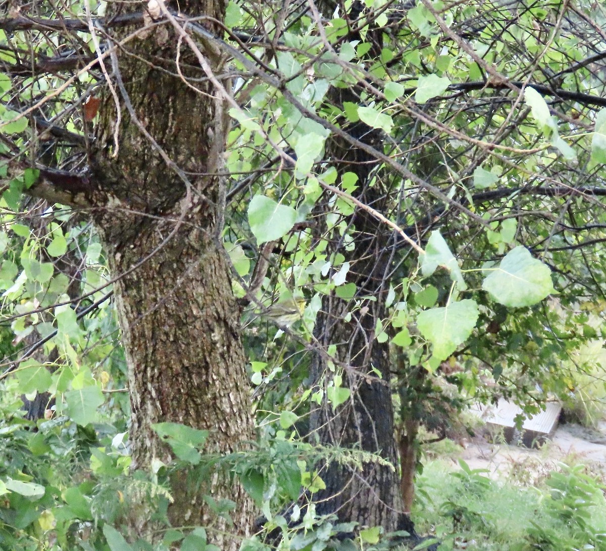 Black-throated Green Warbler - ML624326871