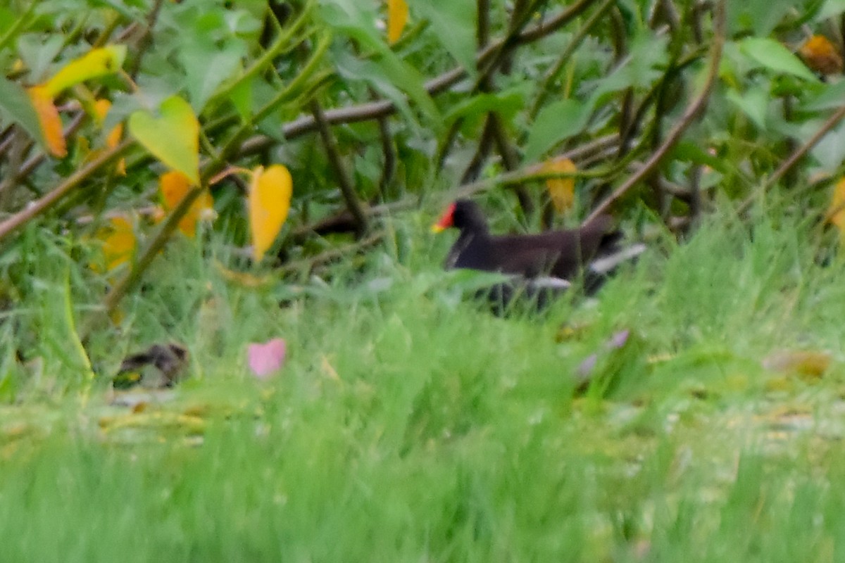 Gallinule poule-d'eau - ML624326913