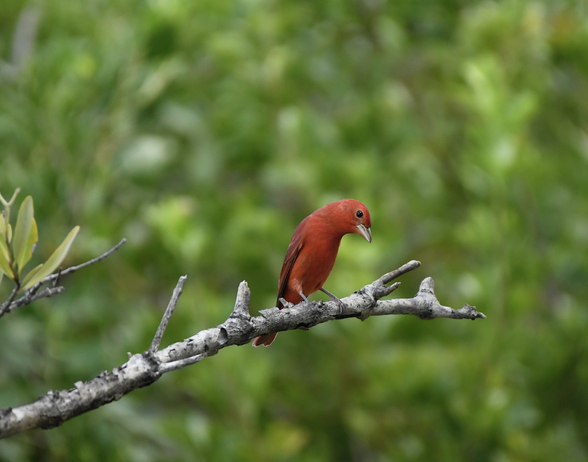 Summer Tanager - ML624326955