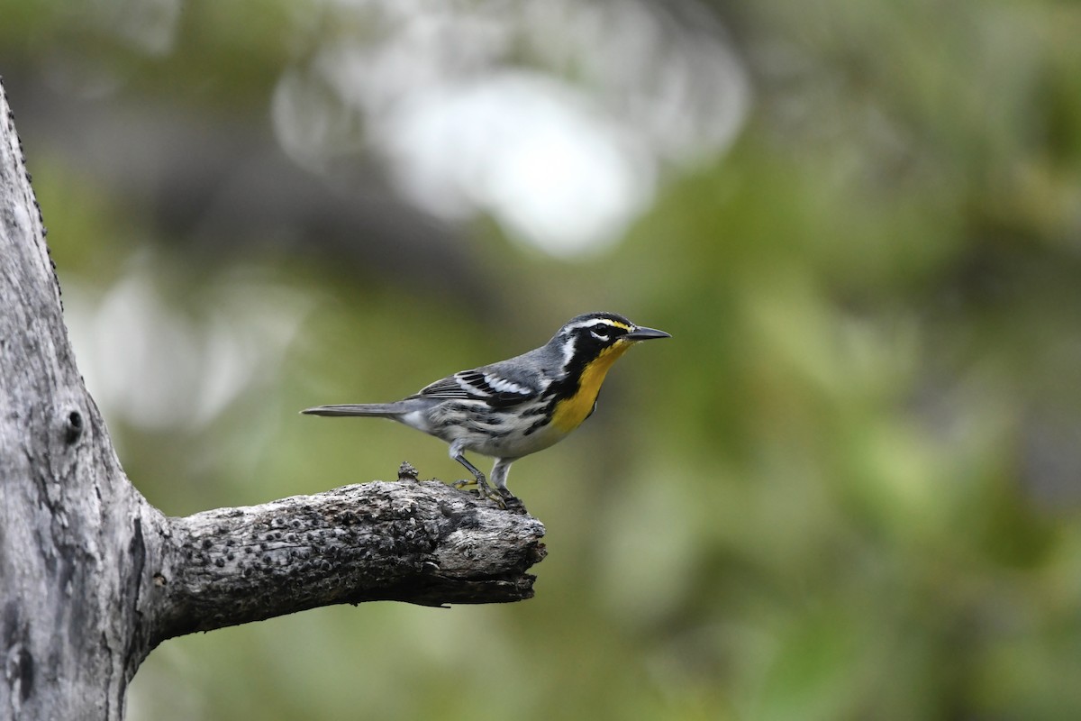 Yellow-throated Warbler - ML624326972