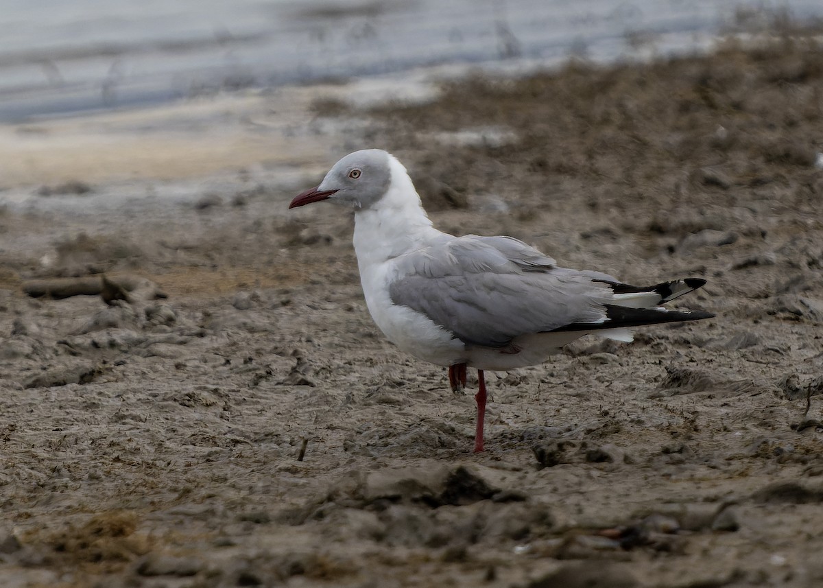 Gabbiano testagrigia - ML624326996