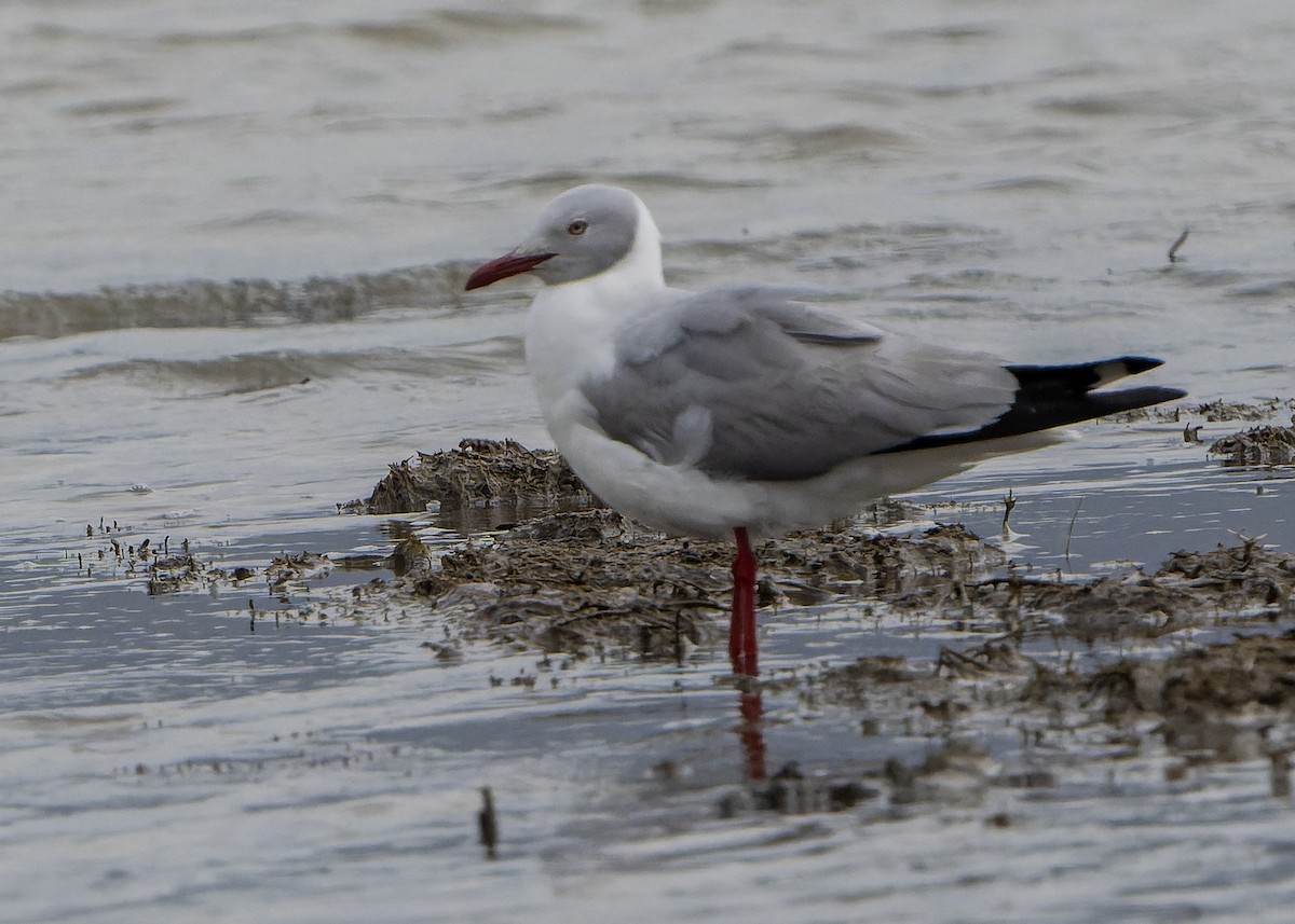 Gabbiano testagrigia - ML624327003