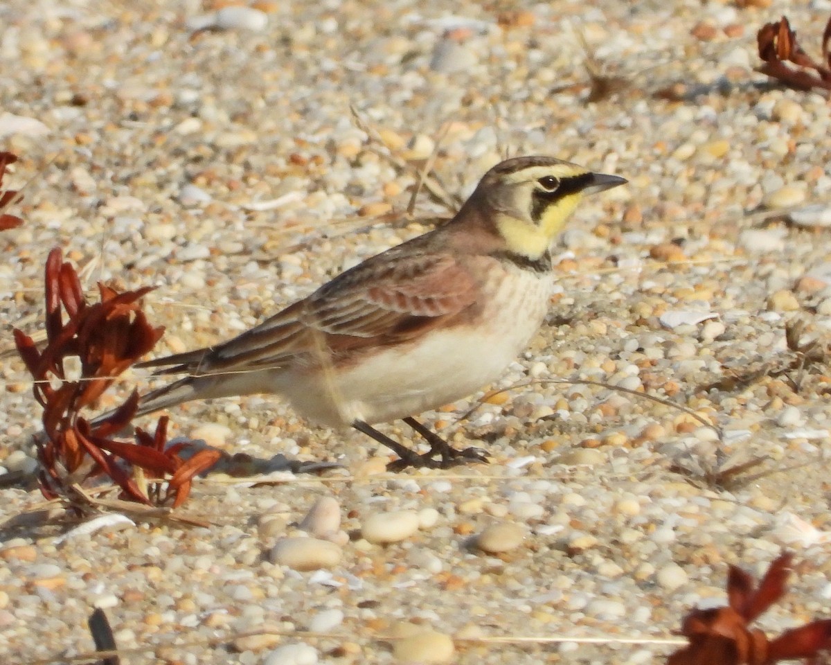 Horned Lark - Aubrey Merrill