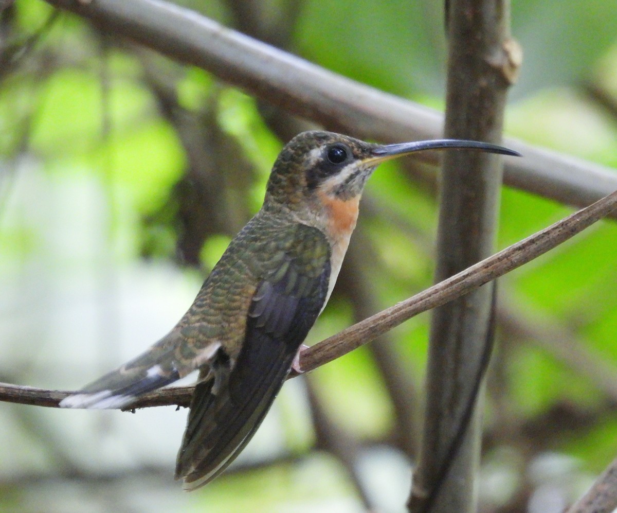 Band-tailed Barbthroat - ML624327015