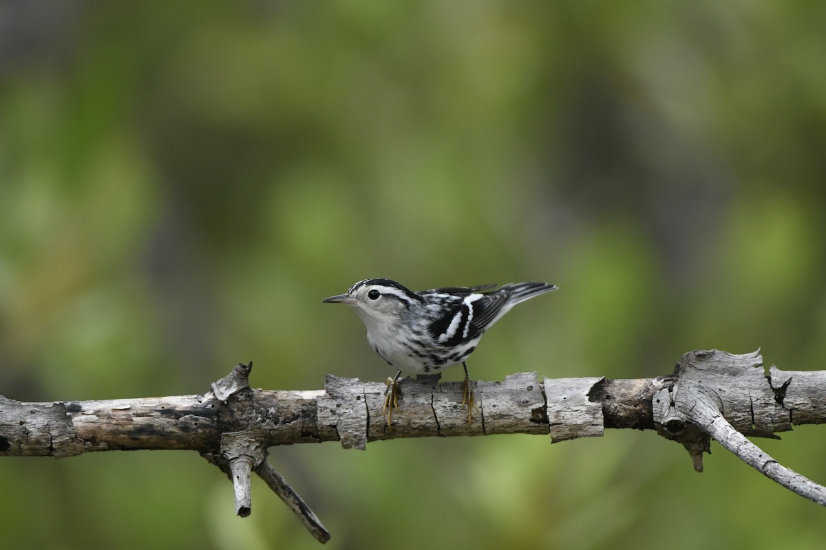Black-and-white Warbler - ML624327016