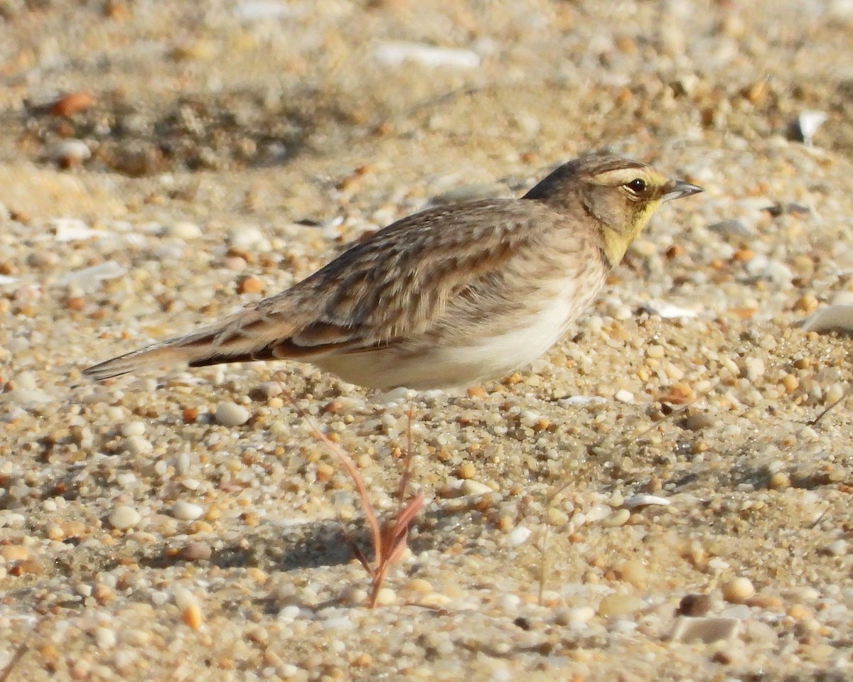 Horned Lark - ML624327177