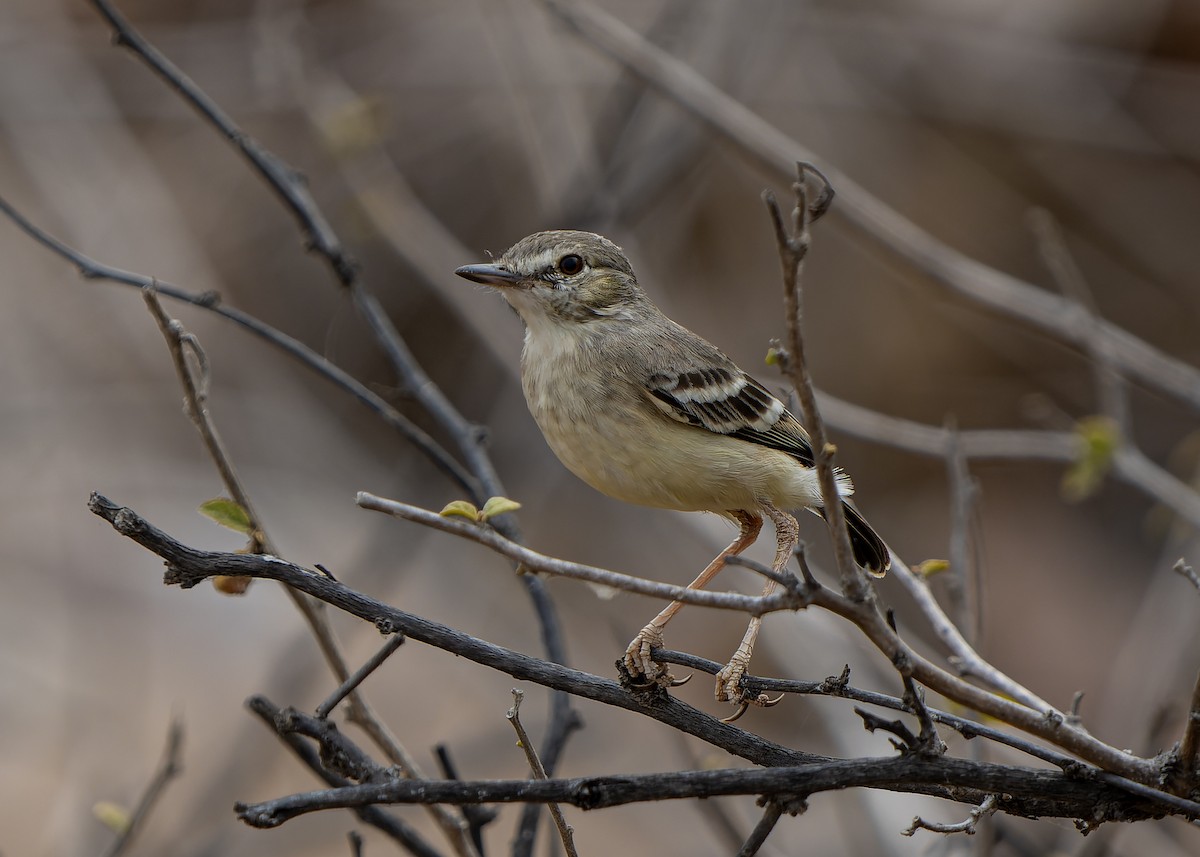 Short-tailed Field Tyrant - ML624327191