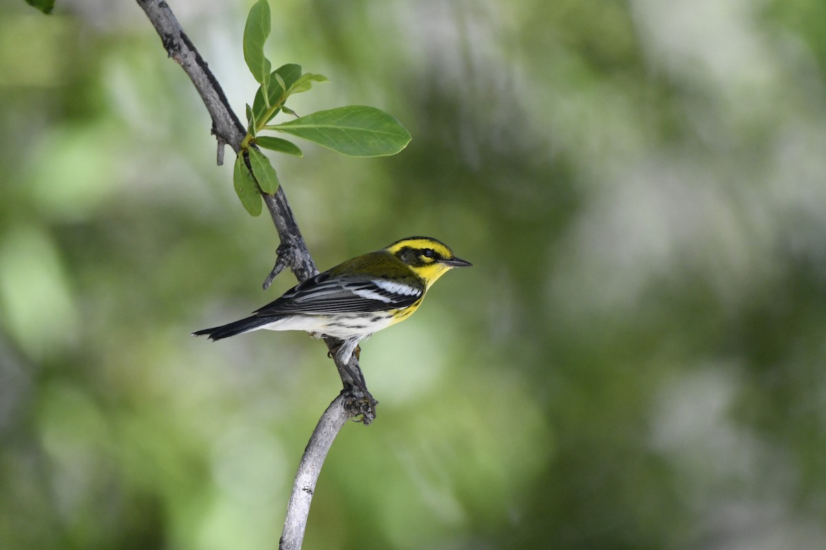 Townsend's Warbler - ML624327205