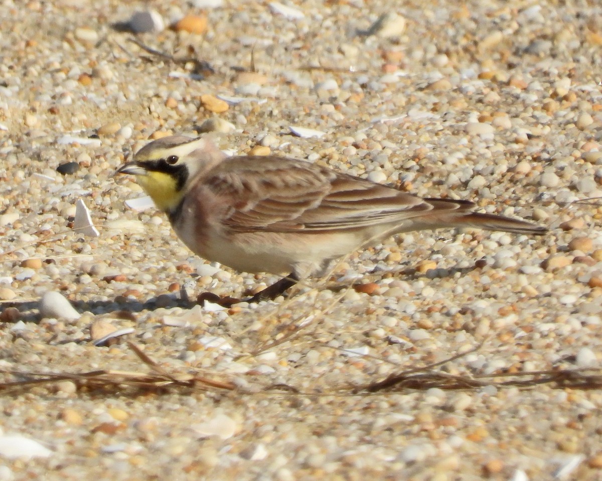 Horned Lark - Aubrey Merrill