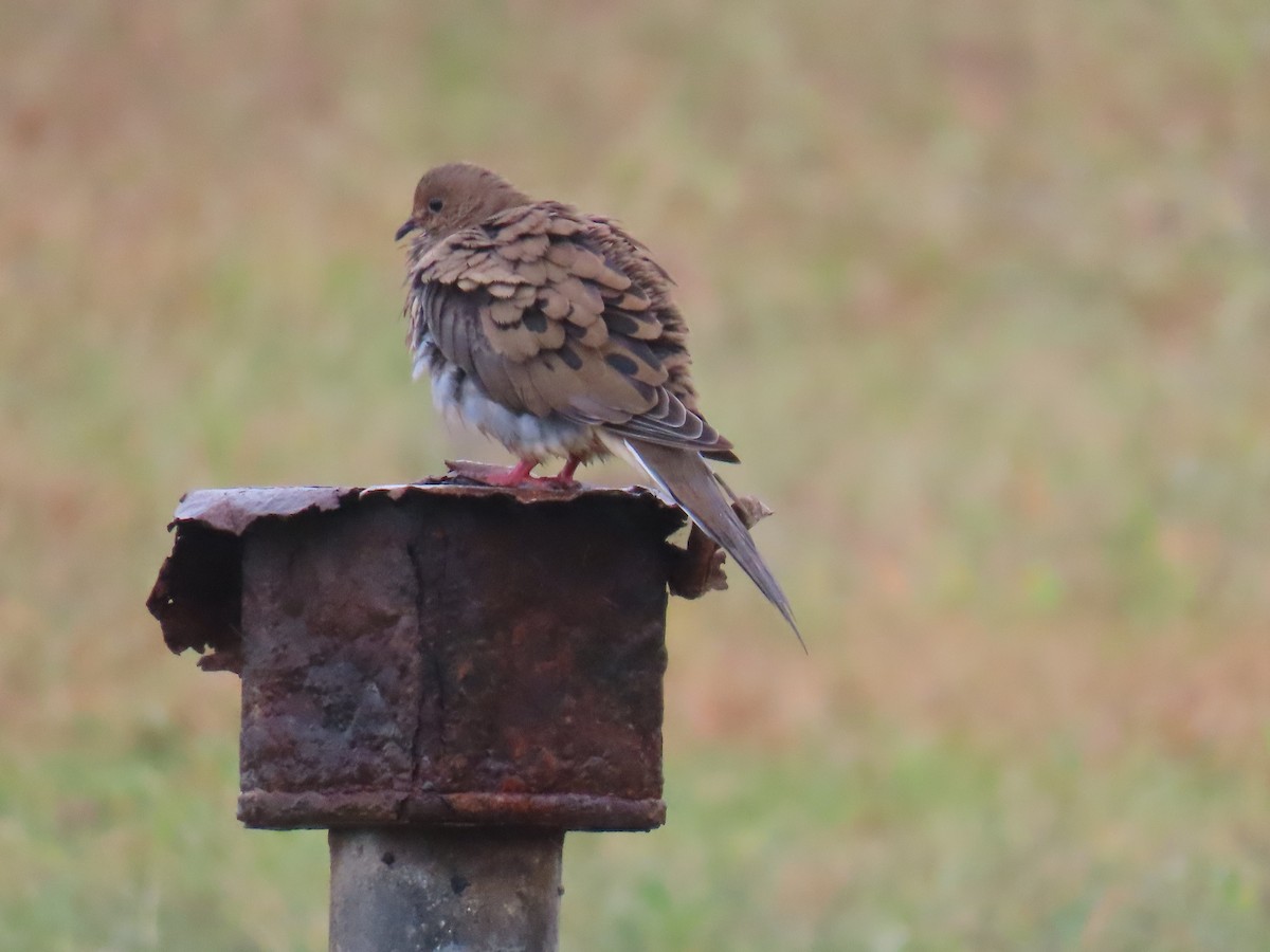 Mourning Dove - ML624327336