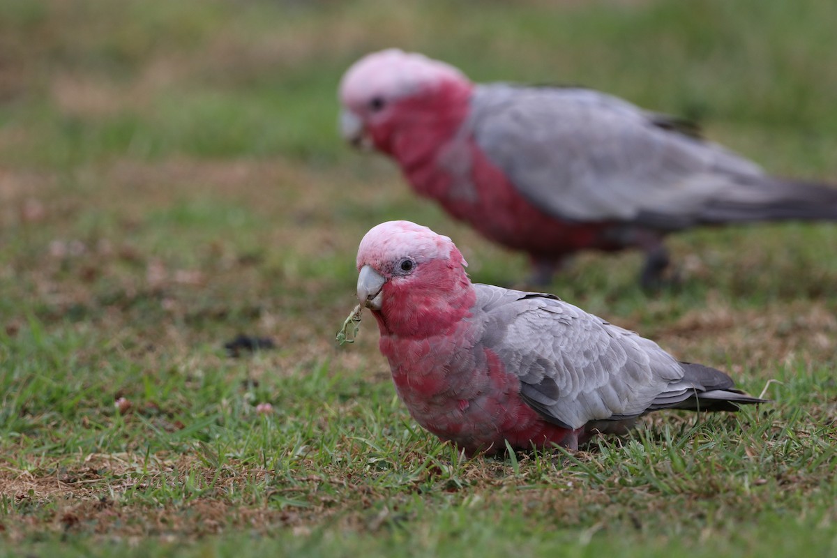 Galah - ML624327345
