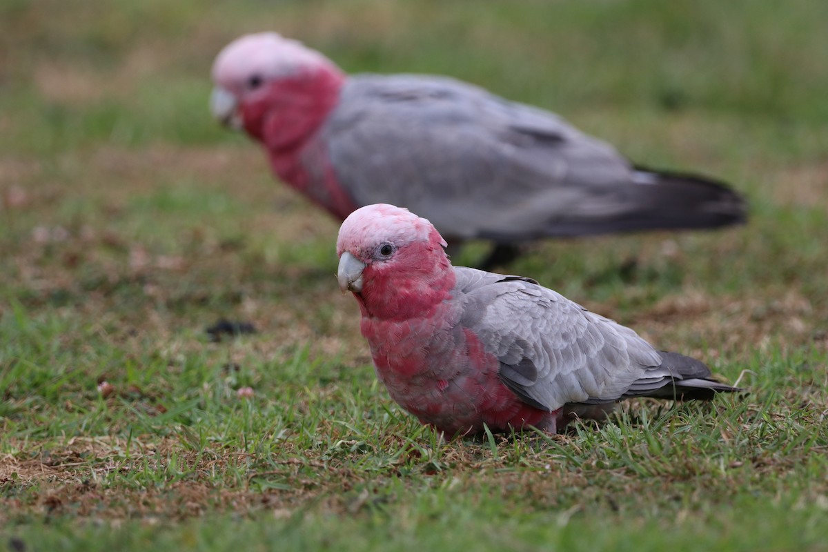 Galah - ML624327348