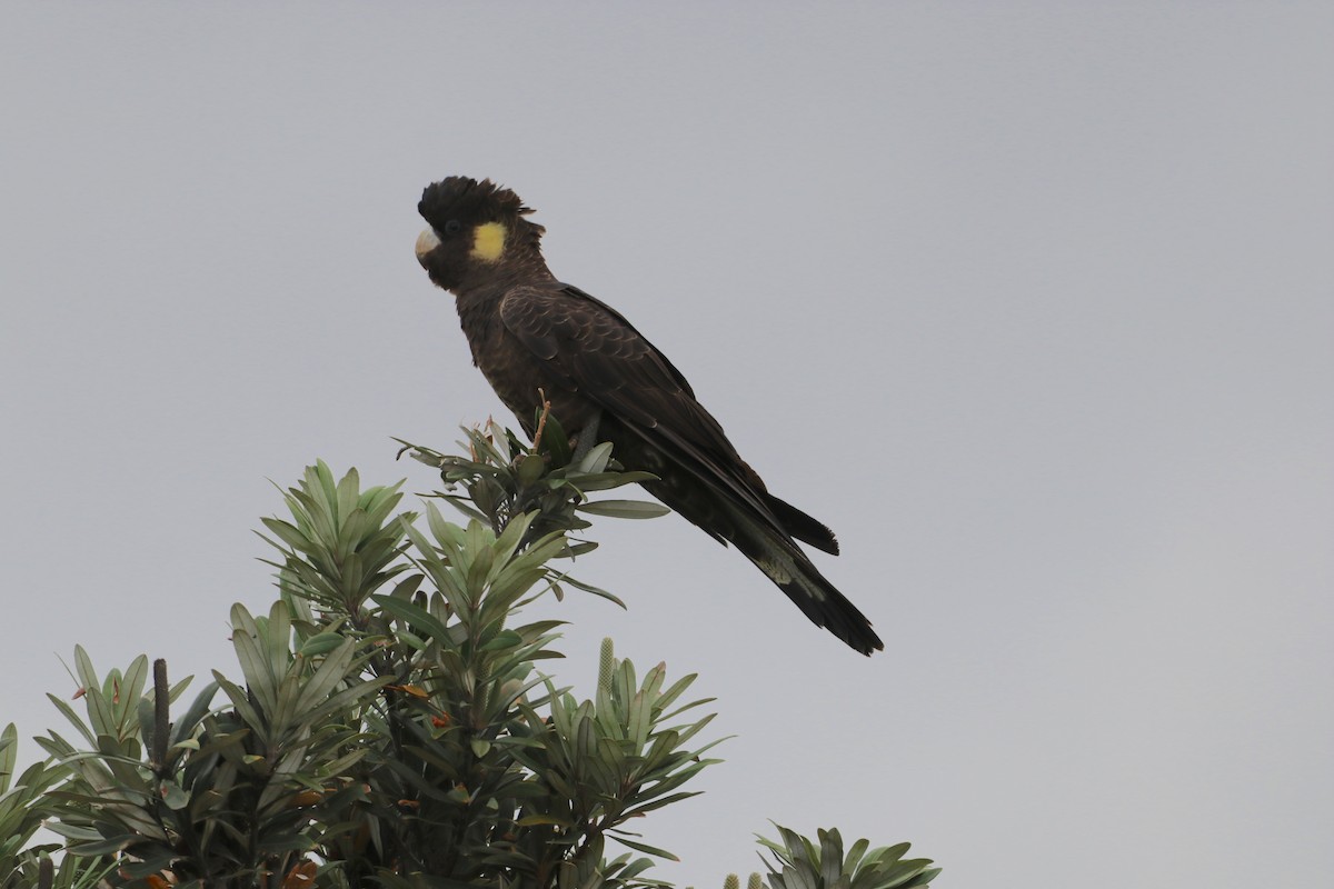 Yellow-tailed Black-Cockatoo - ML624327351