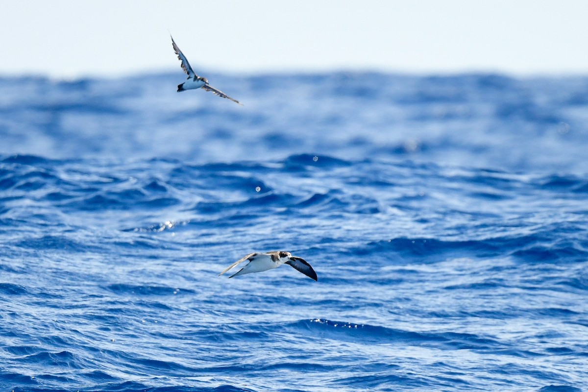 Bermuda Petrel - ML624327357