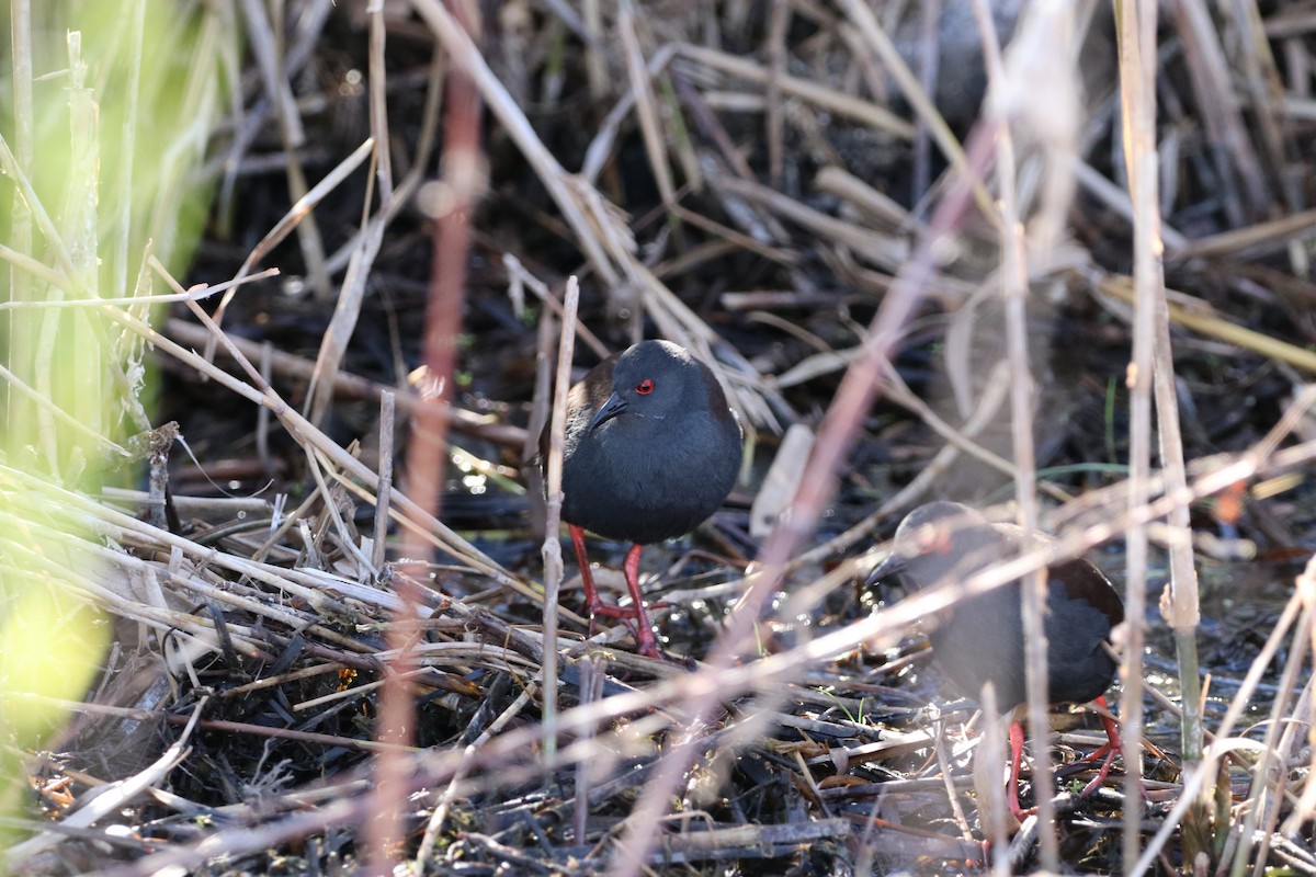 Spotless Crake - ML624327459