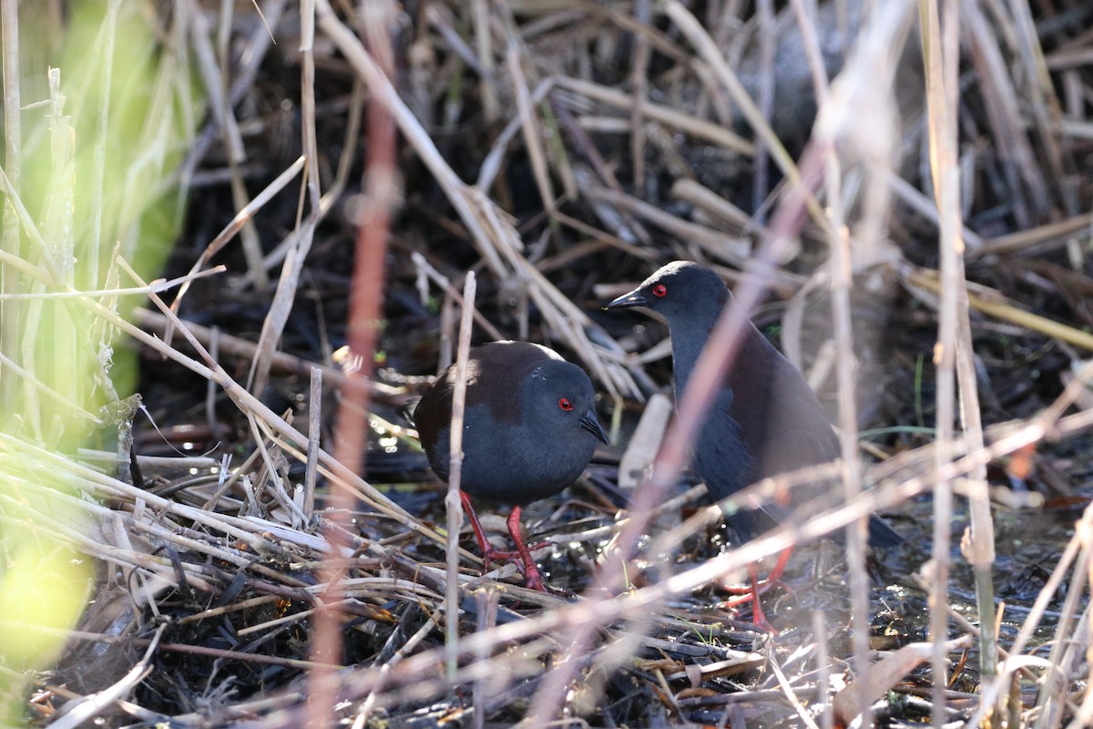 Spotless Crake - ML624327461