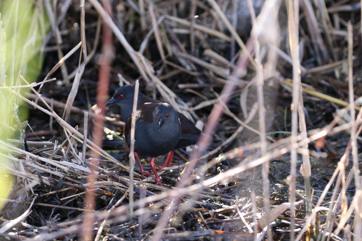 Spotless Crake - ML624327462