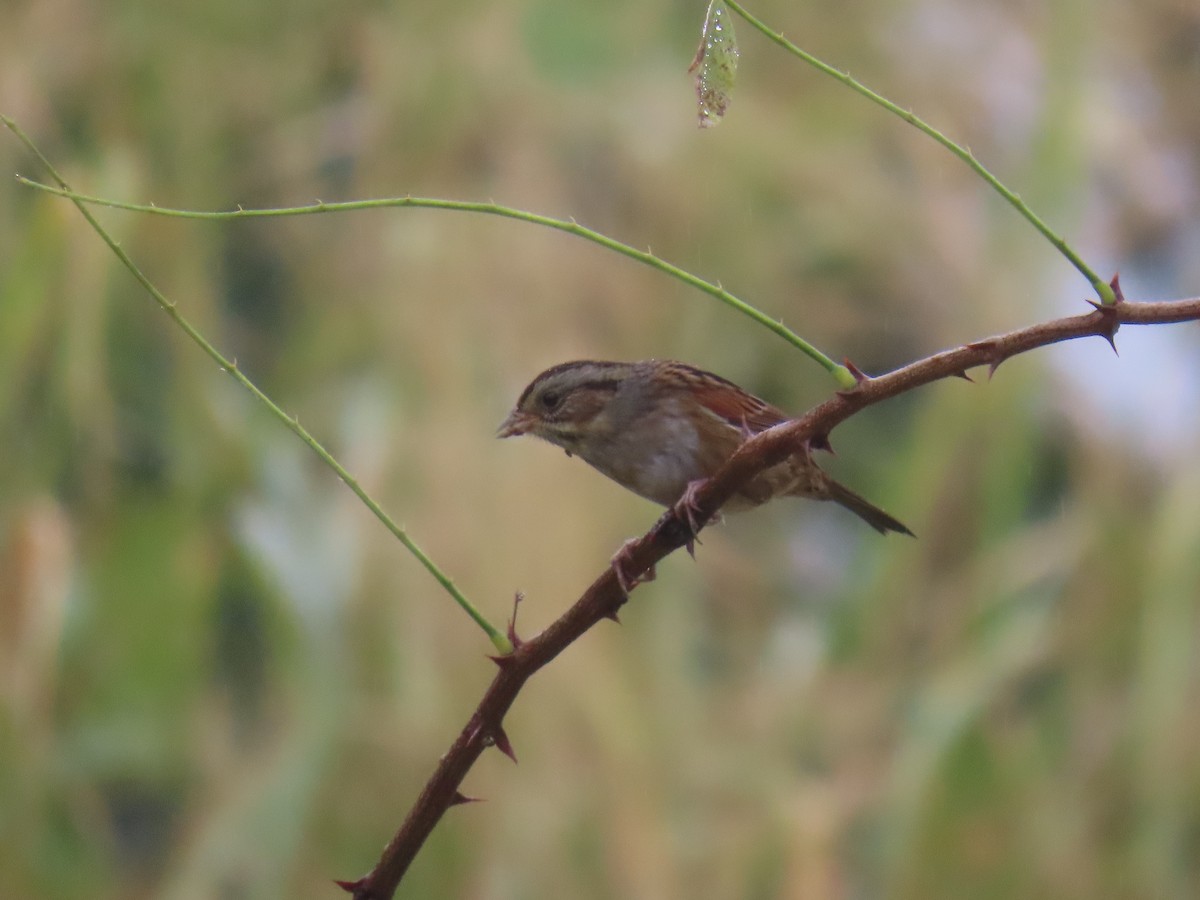 Swamp Sparrow - ML624327463