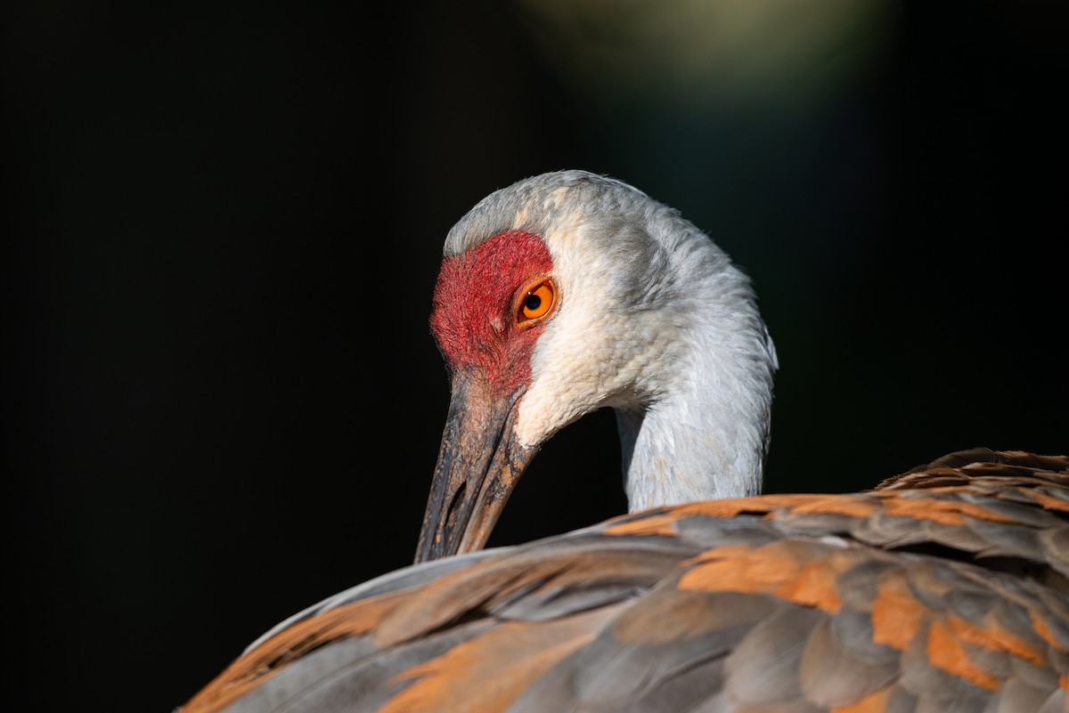 Sandhill Crane - ML624327496