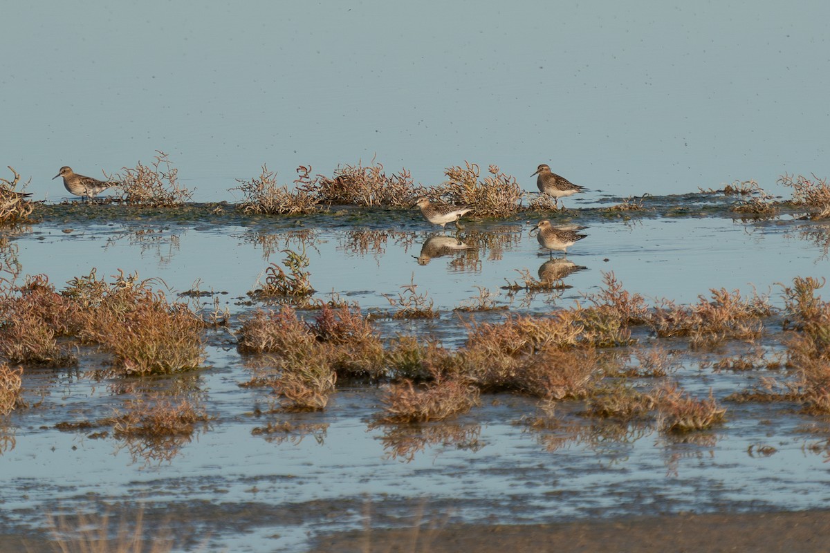 Baird's Sandpiper - ML624327501