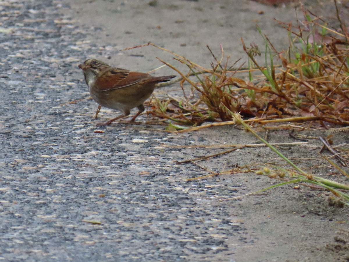 Swamp Sparrow - ML624327547