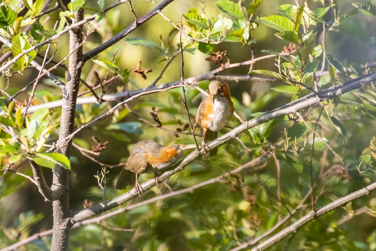 Rusty-cheeked Scimitar-Babbler - ML624327630