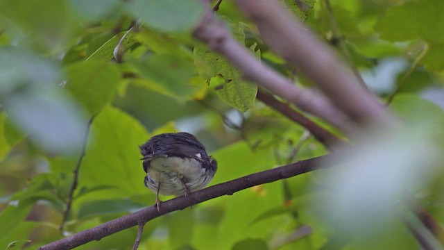 Black-throated Blue Warbler - ML624327686