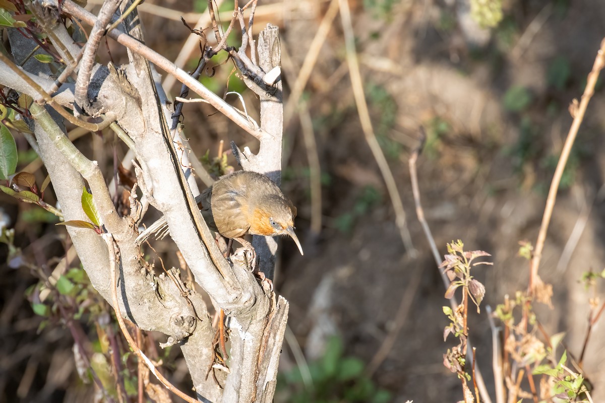 Rusty-cheeked Scimitar-Babbler - ML624327692