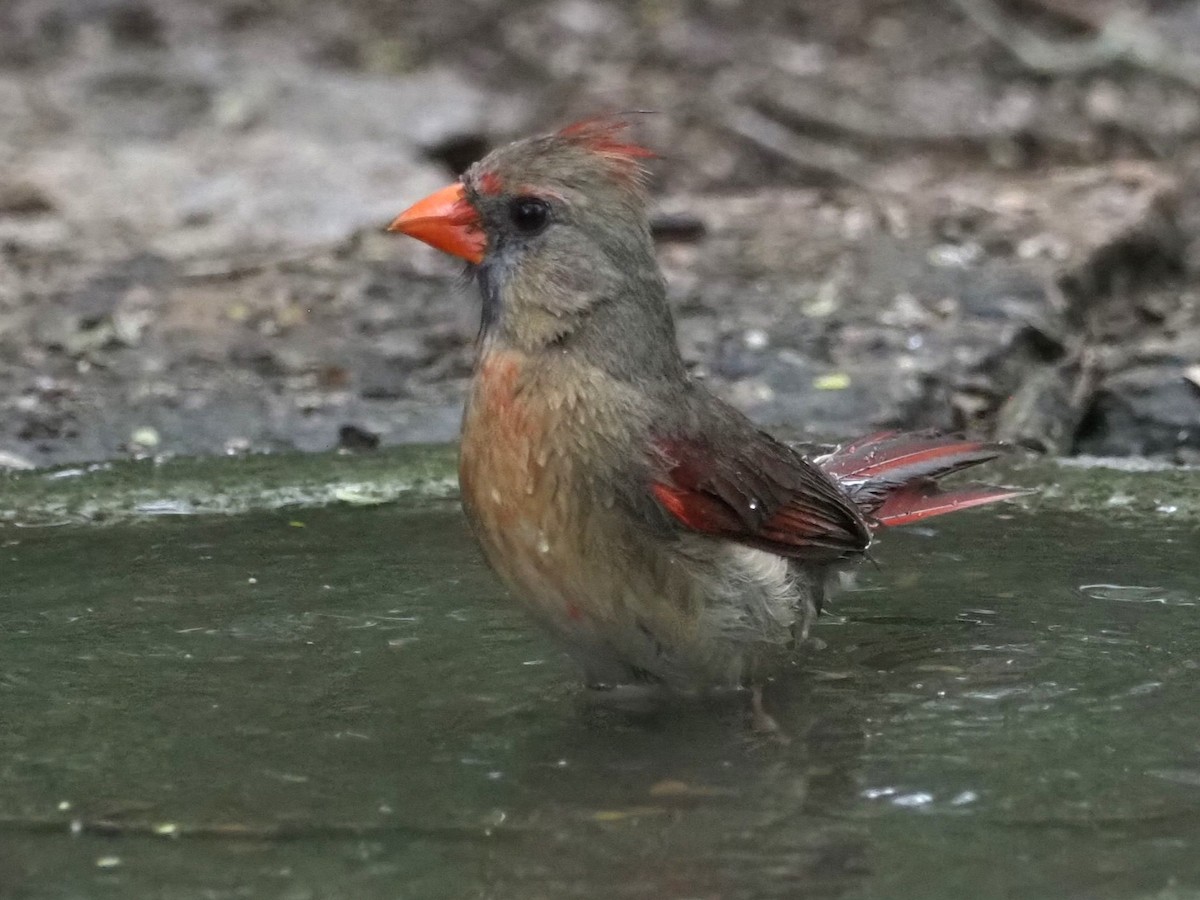 Northern Cardinal - ML624327741