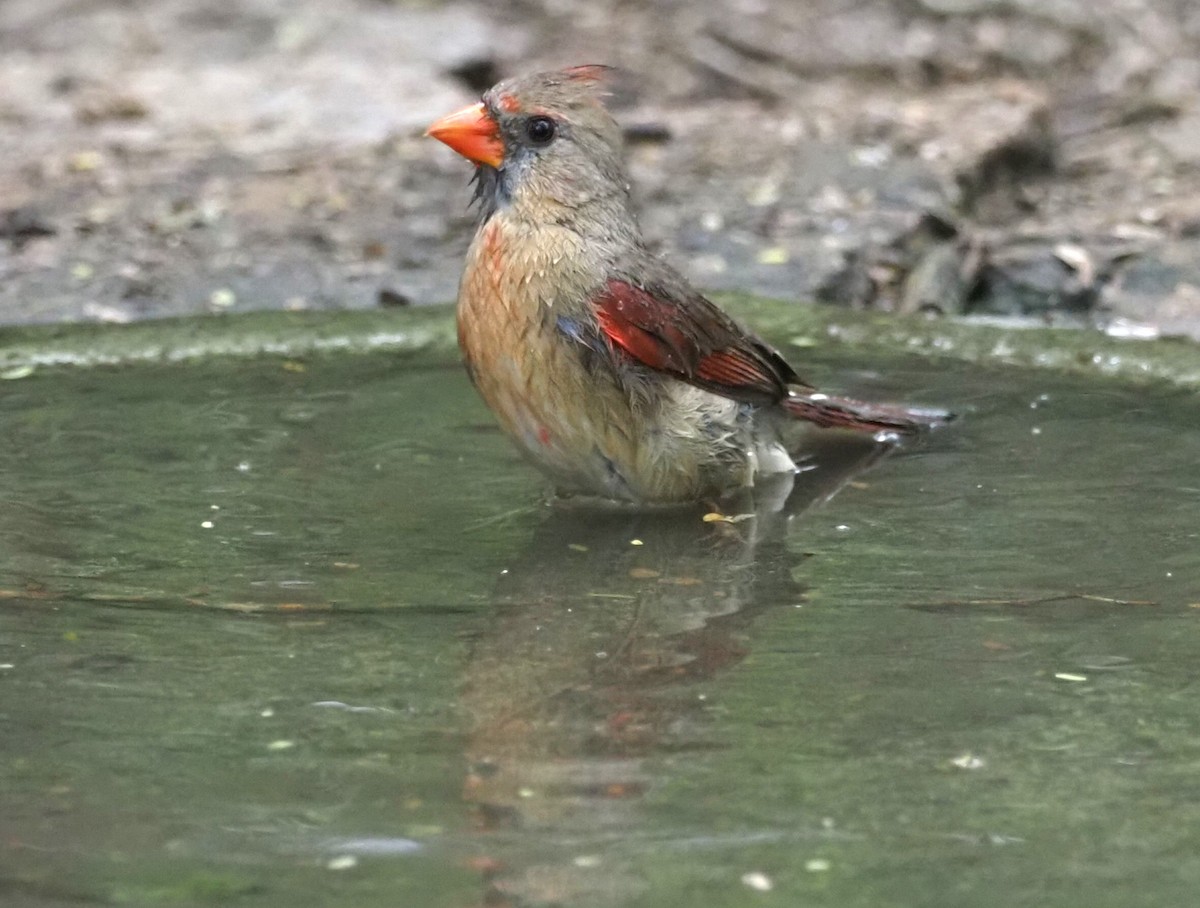 Northern Cardinal - ML624327742