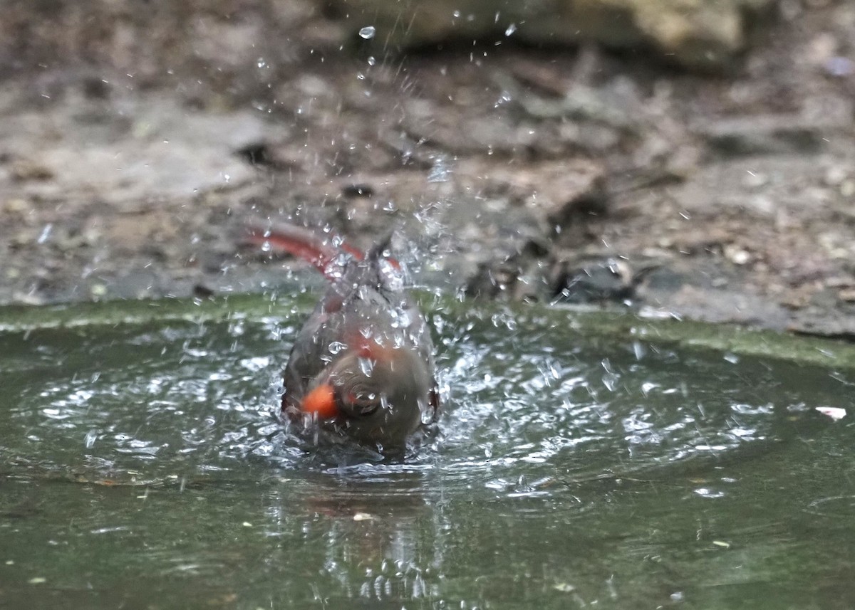 Northern Cardinal - ML624327743