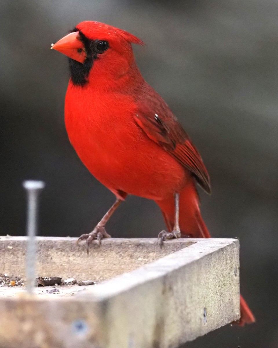 Northern Cardinal - ML624327744