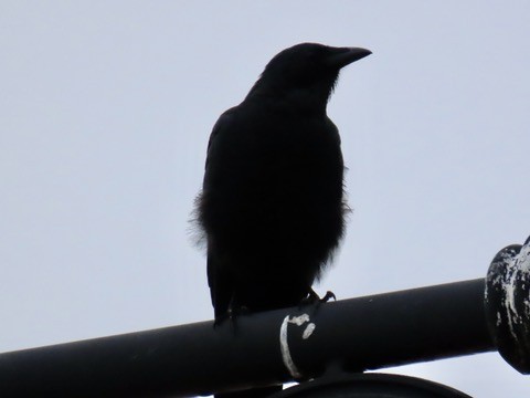 Fish Crow - ML624327954