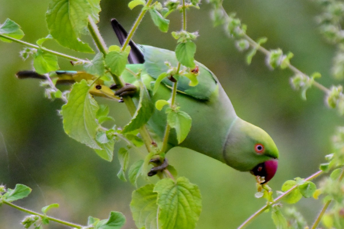 Rose-ringed Parakeet - ML624327986