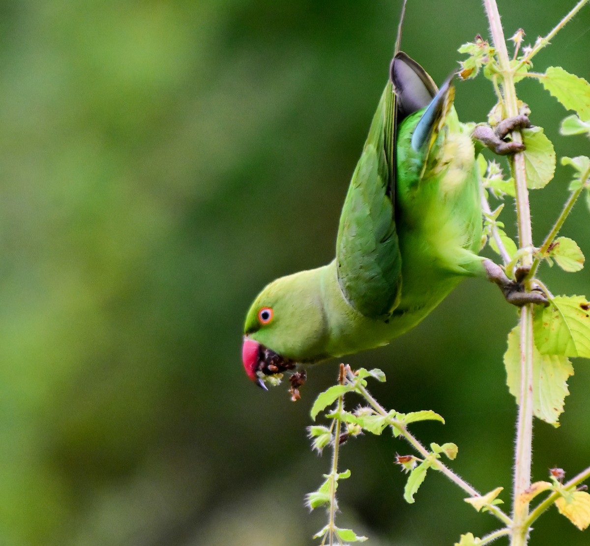Rose-ringed Parakeet - ML624327997