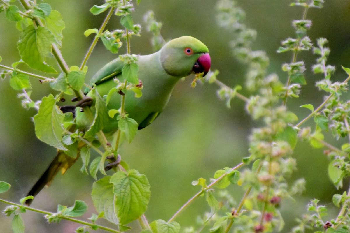 Rose-ringed Parakeet - ML624327998