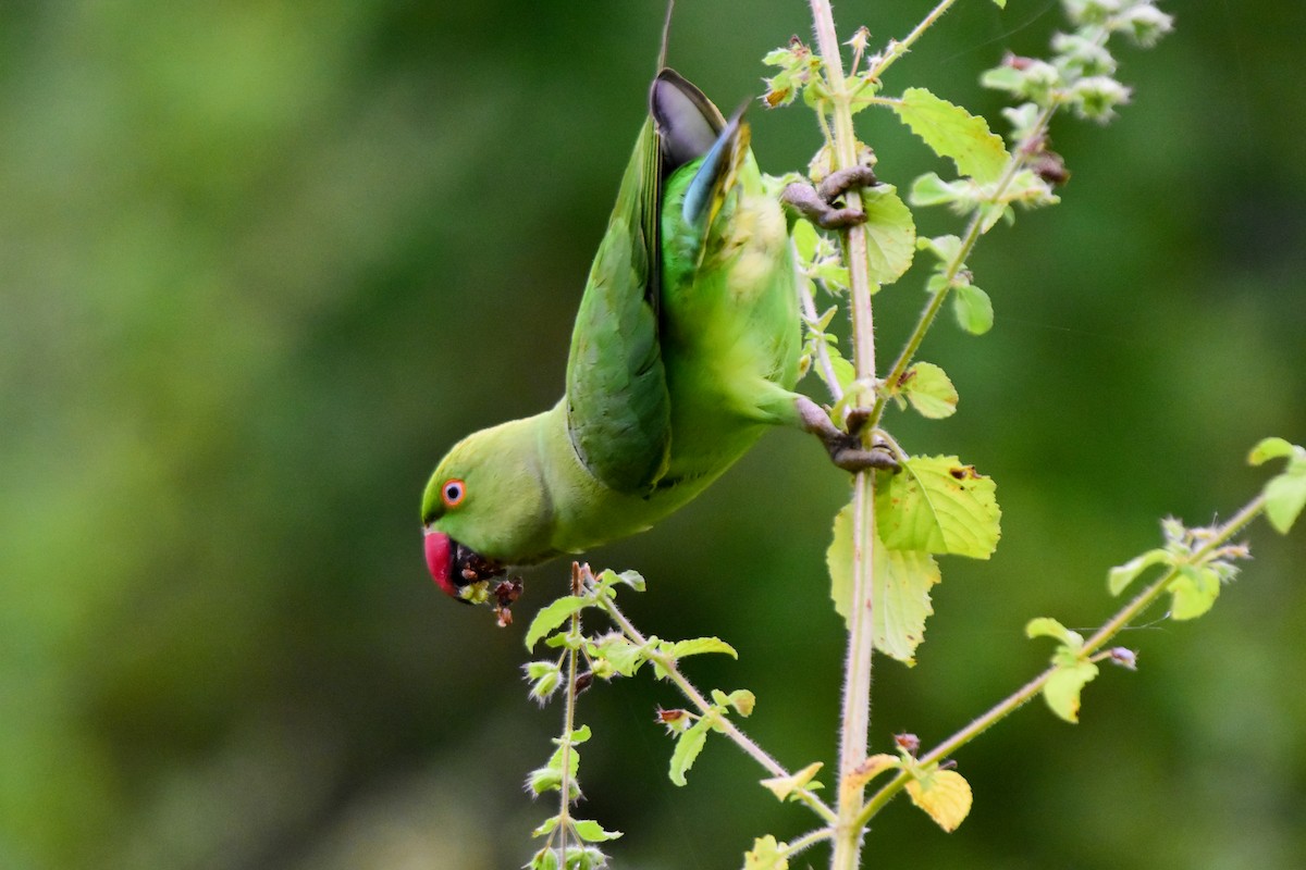 Rose-ringed Parakeet - ML624328005