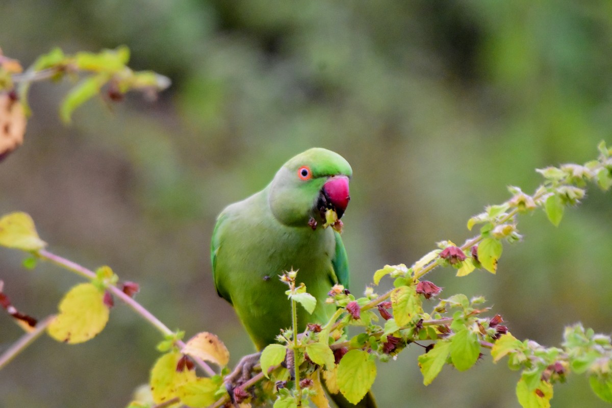 Rose-ringed Parakeet - ML624328006