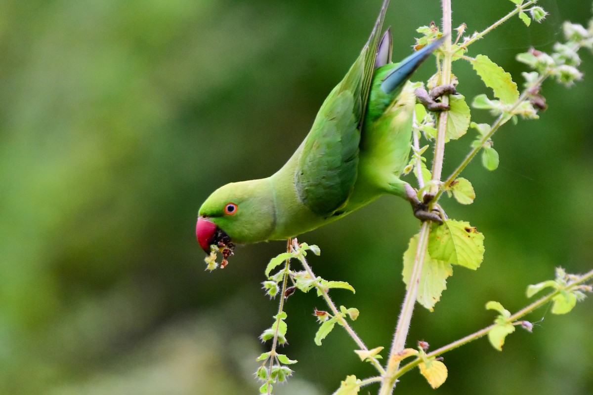 Rose-ringed Parakeet - ML624328007