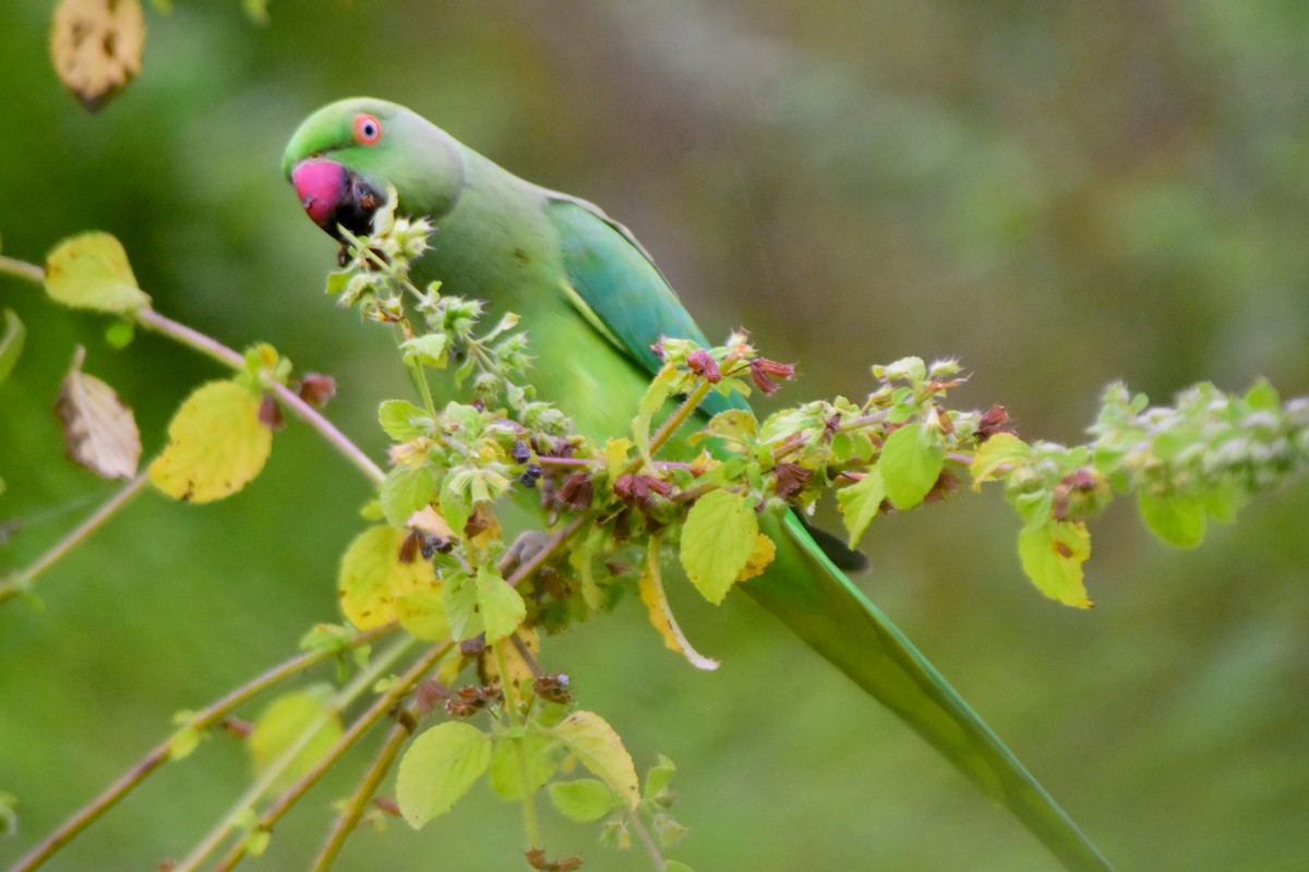 Rose-ringed Parakeet - ML624328008