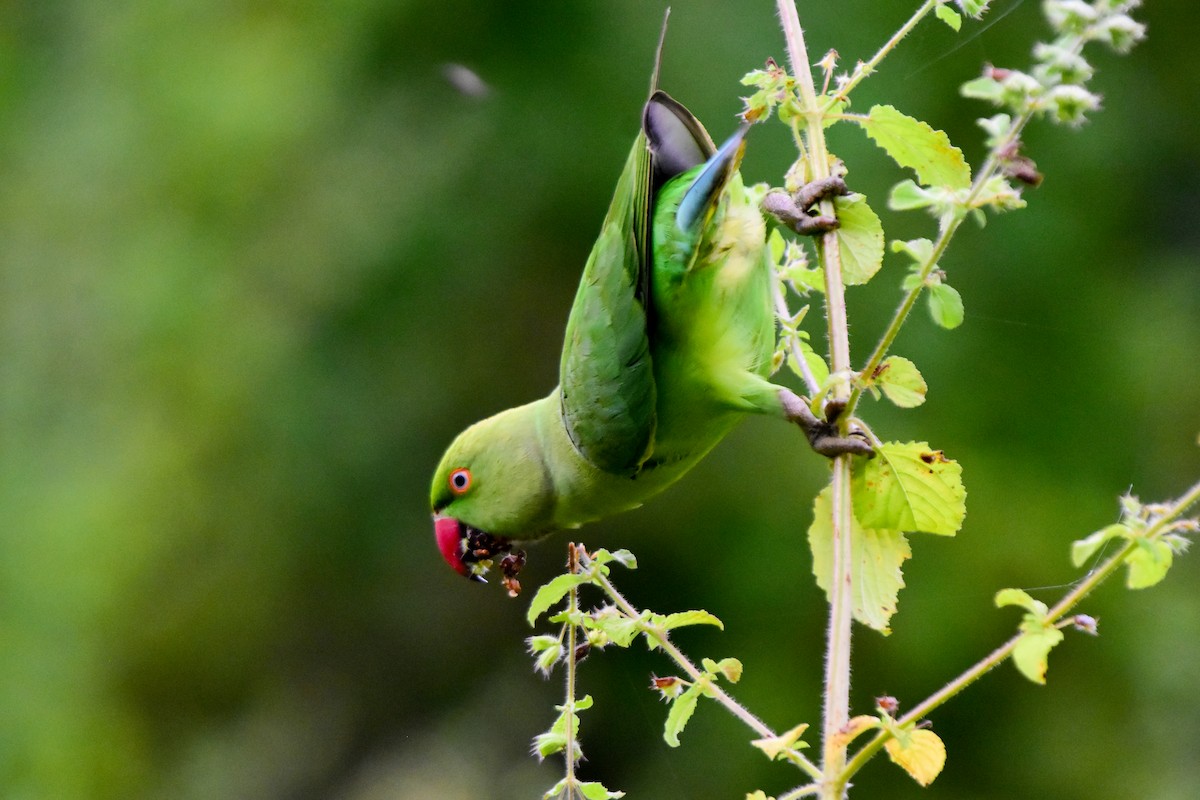 Rose-ringed Parakeet - ML624328011