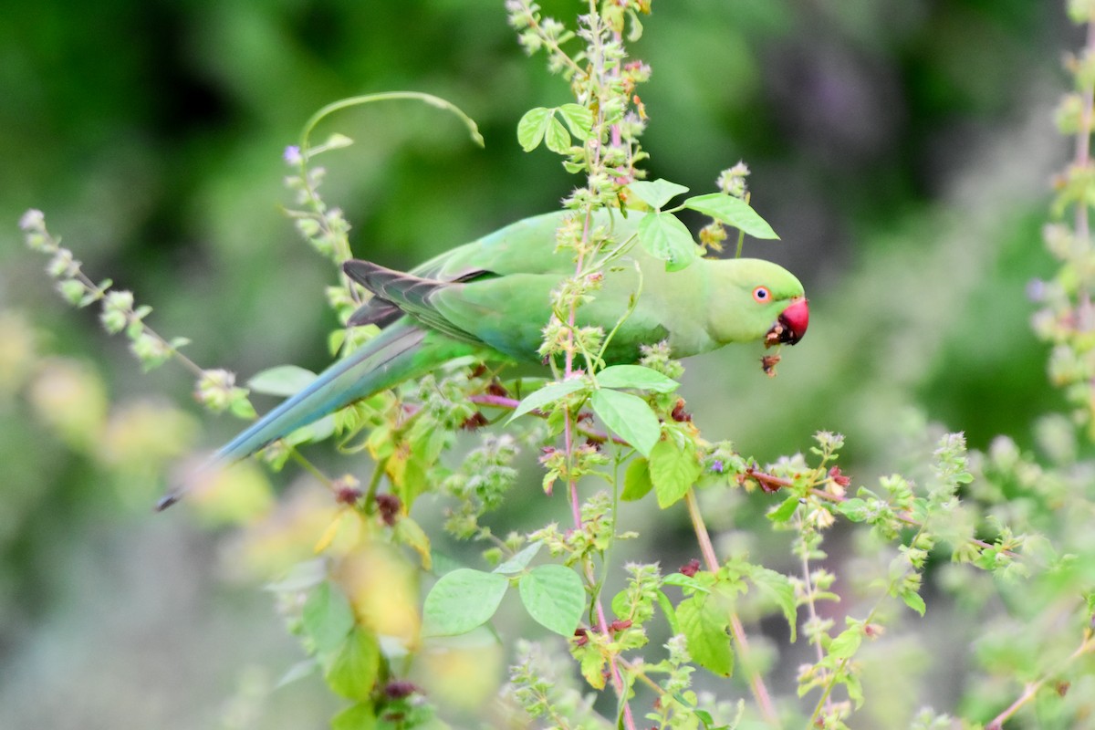 Rose-ringed Parakeet - ML624328012