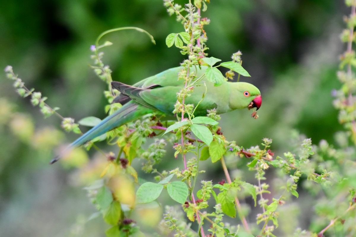 Rose-ringed Parakeet - ML624328013