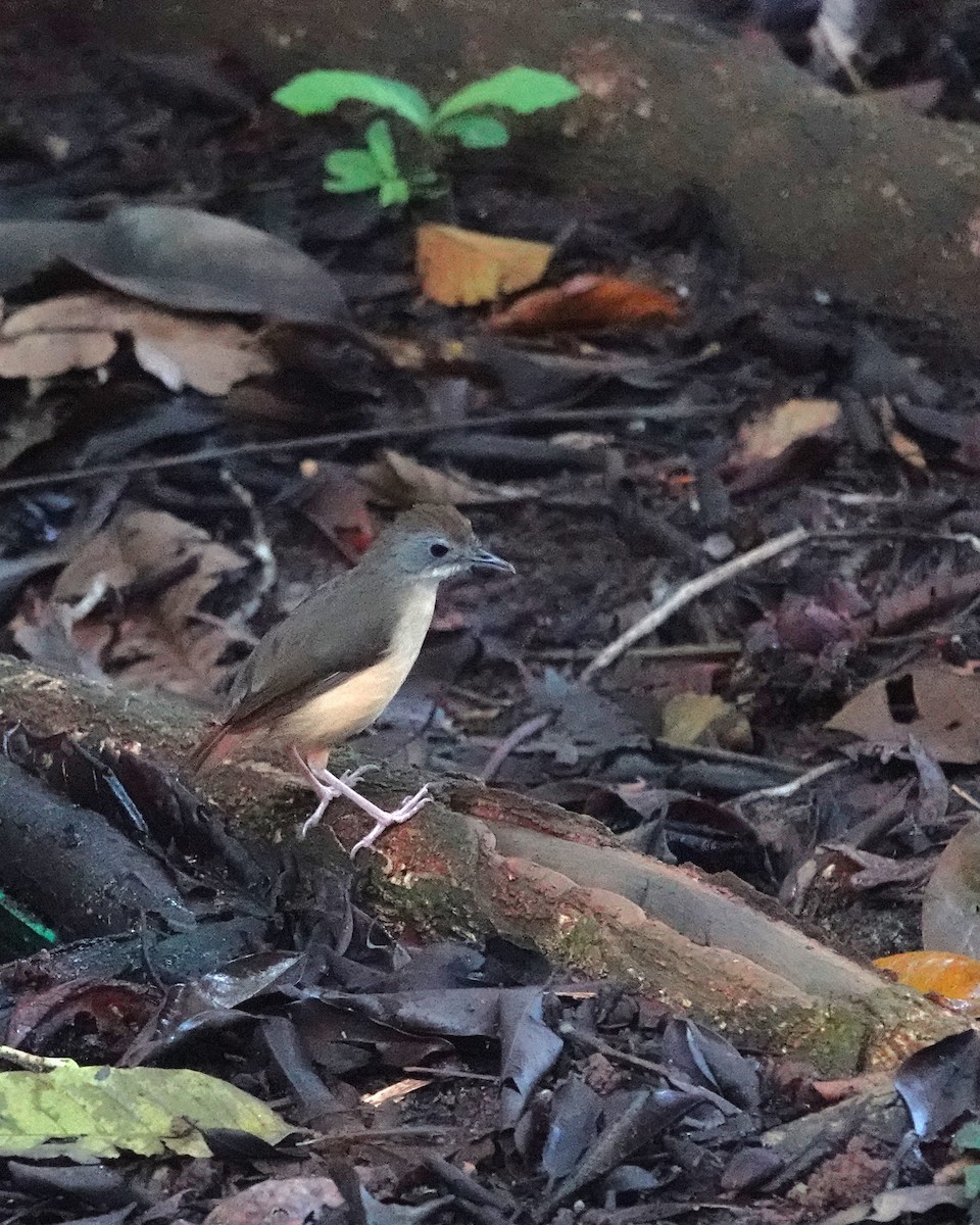 Short-tailed Babbler - ML624328077