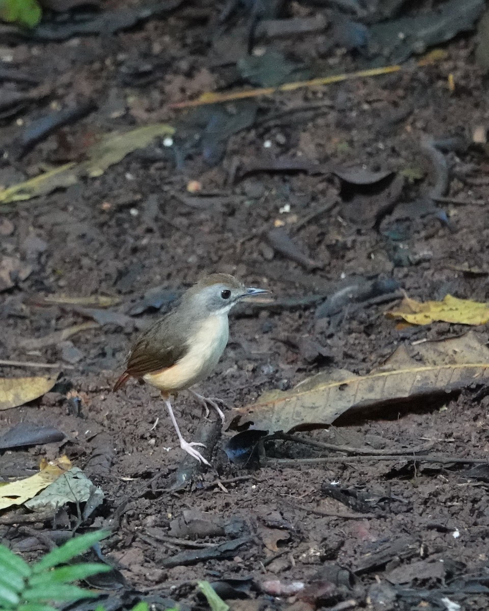 Short-tailed Babbler - ML624328081