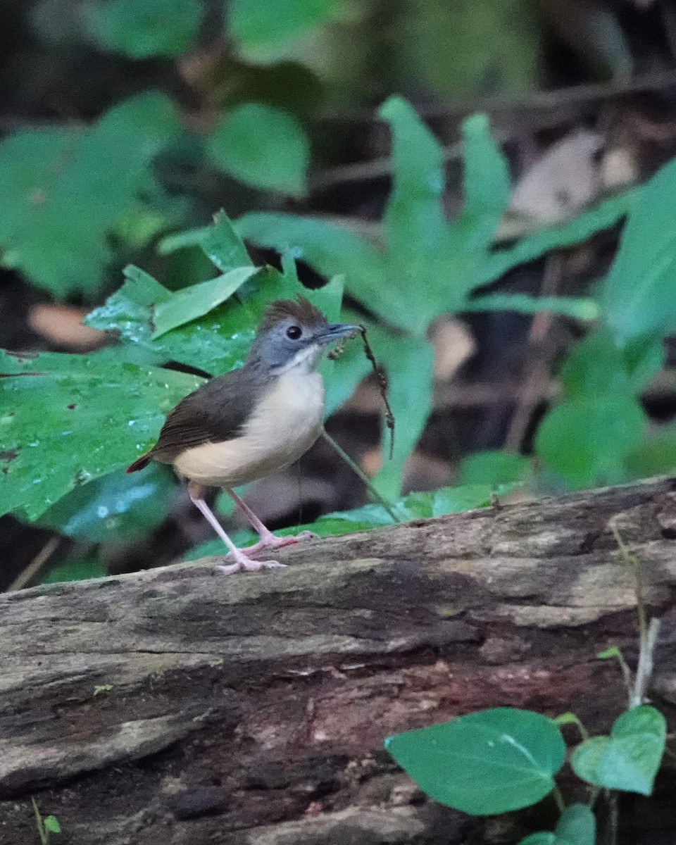 Short-tailed Babbler - ML624328086