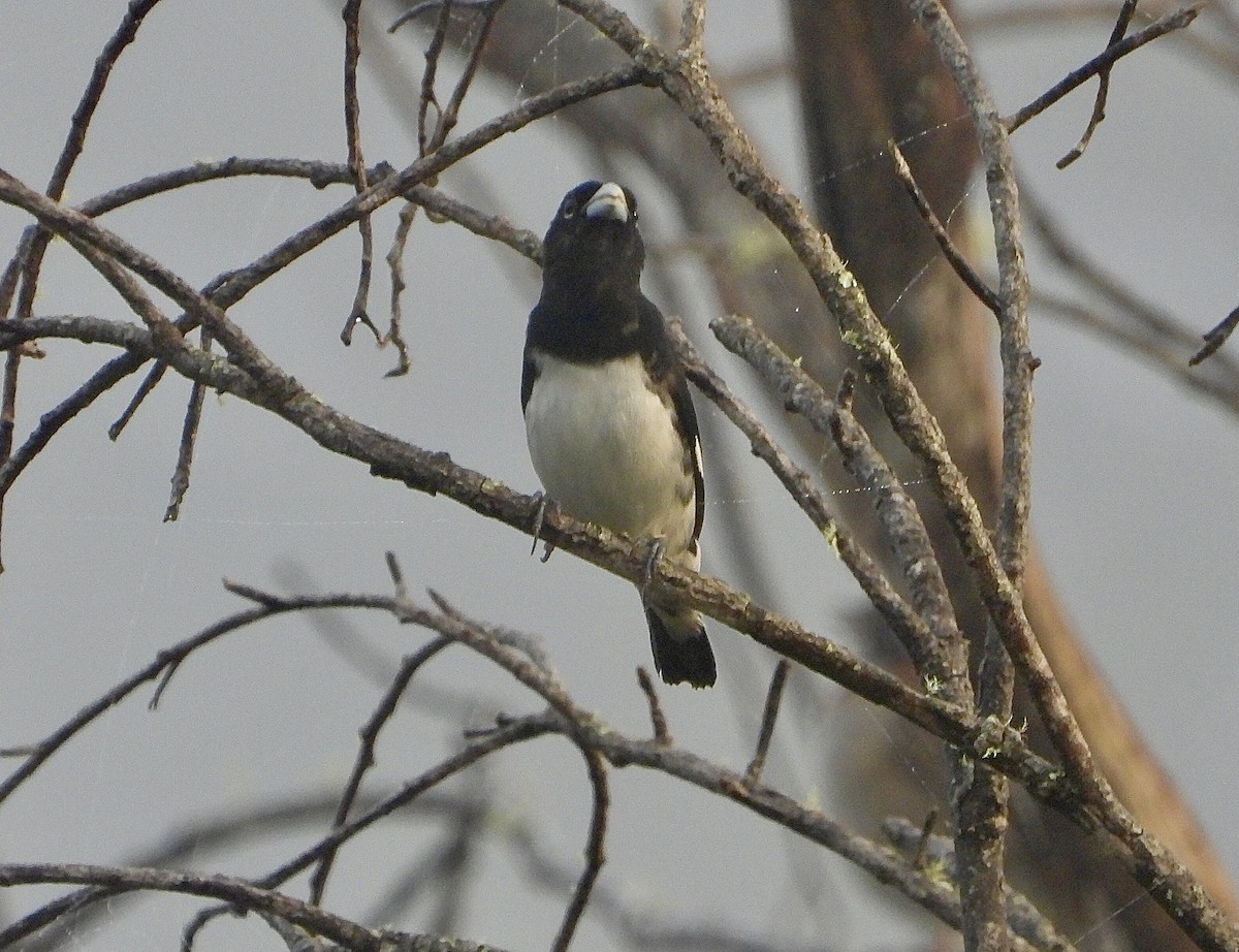 Magpie Tanager - ML624328112