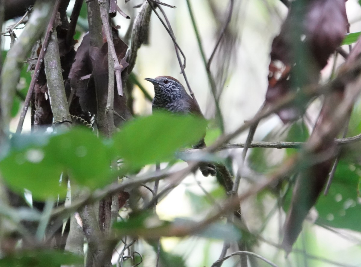 Speckle-breasted Wren - ML624328116