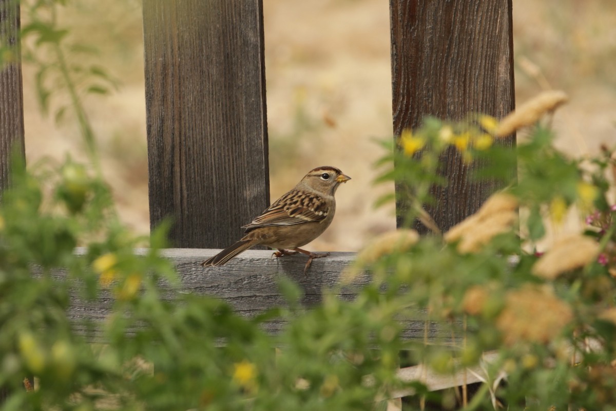 White-crowned Sparrow - ML624328145