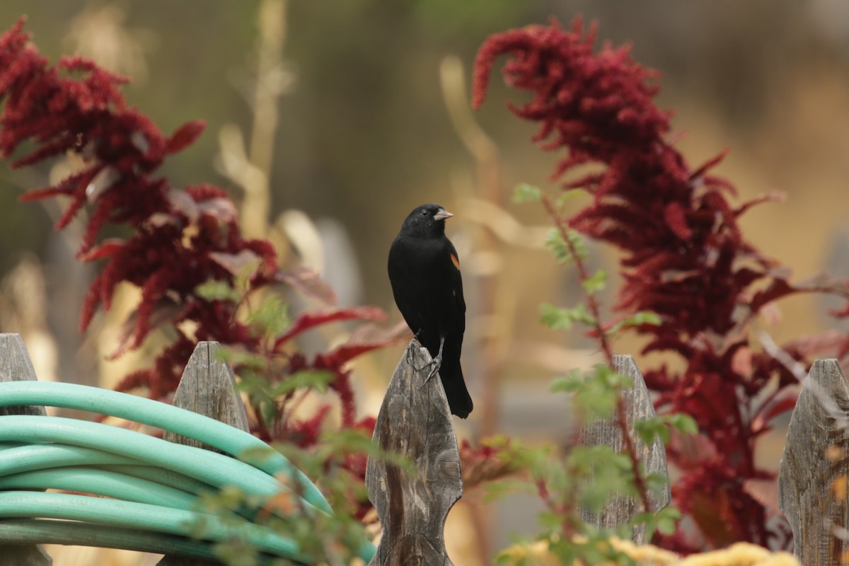 Red-winged Blackbird - ML624328154